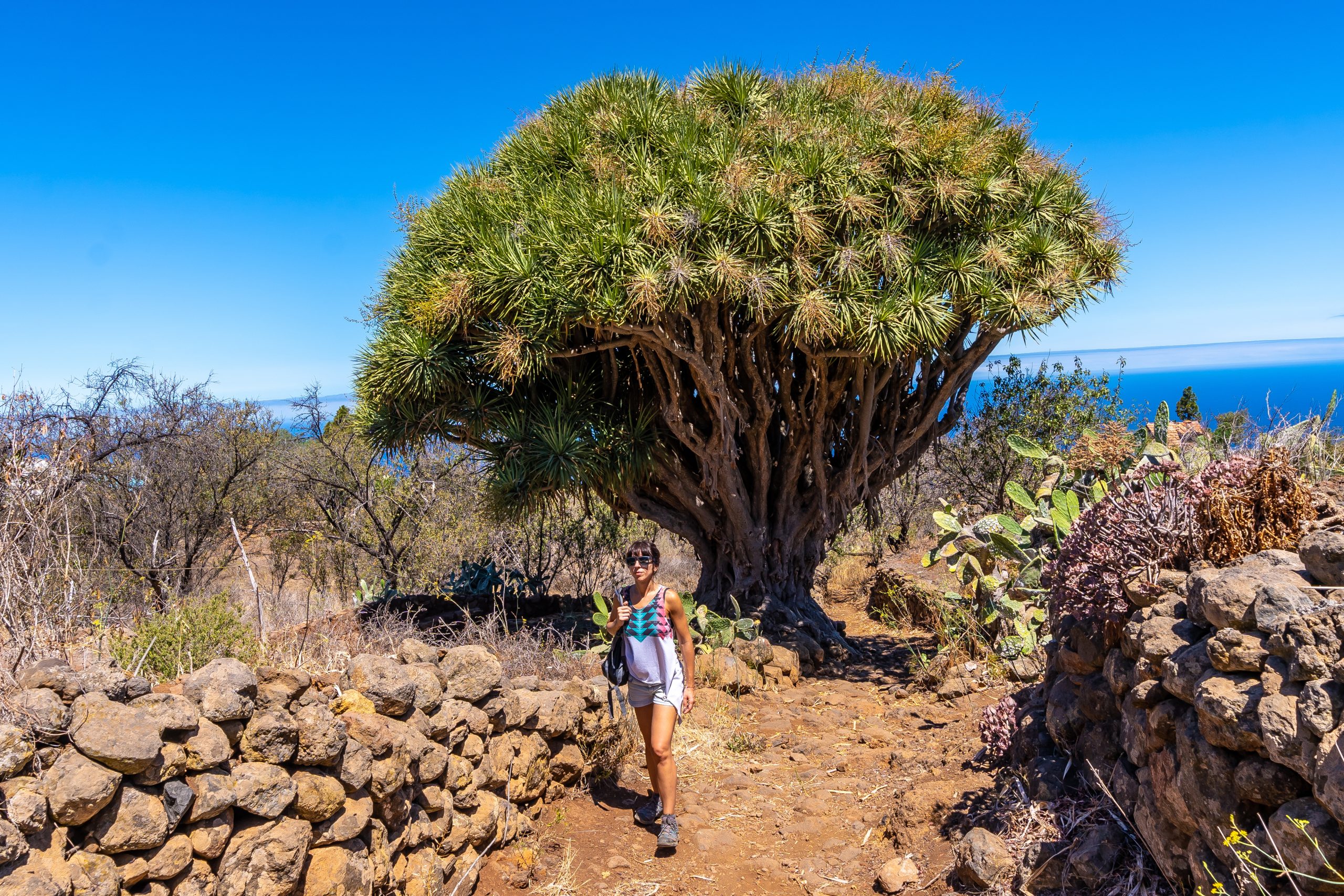 A young woman in a giant dragon tree on the Las Tricias trail. Garafia