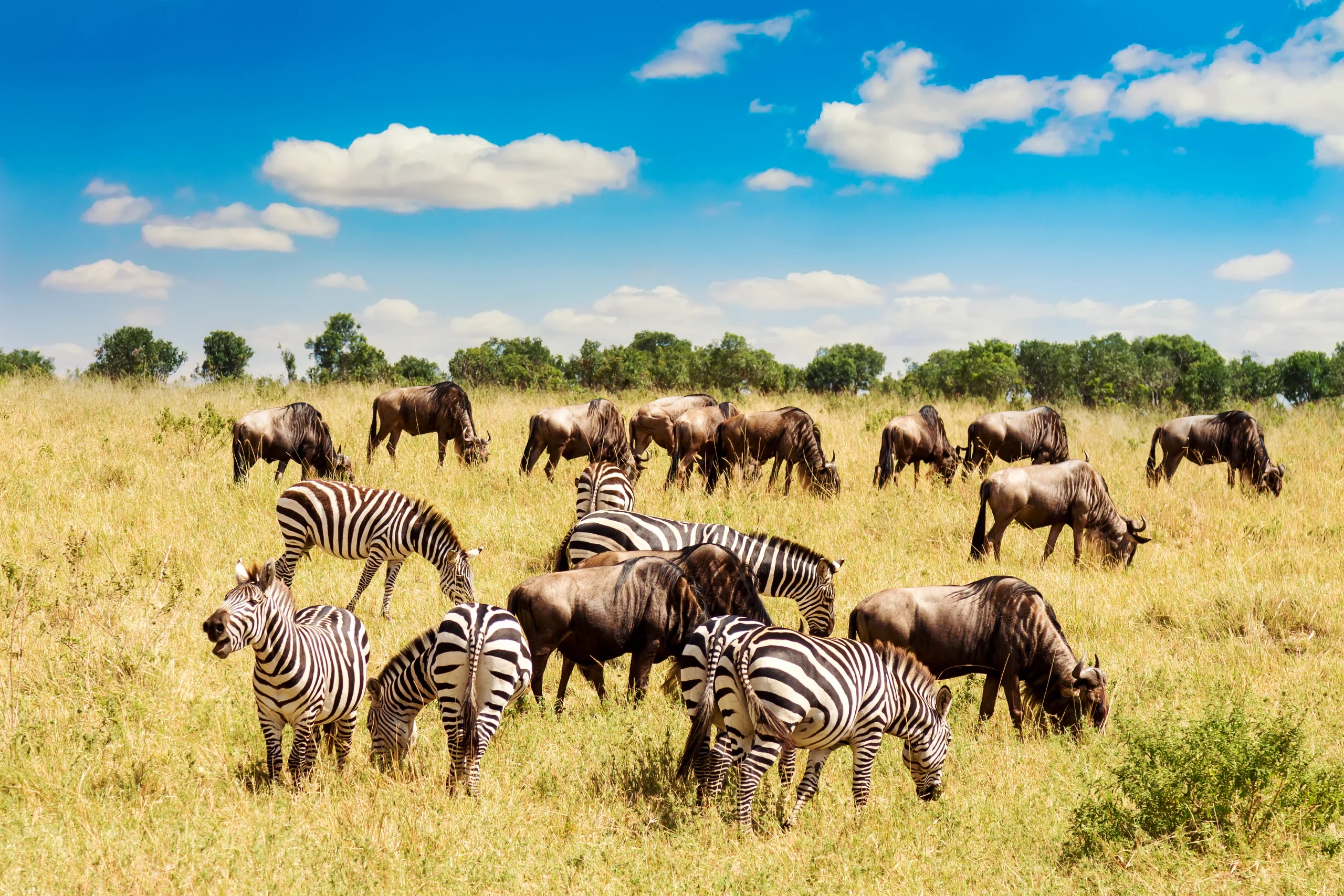zebra-wildebeests-african-savannah